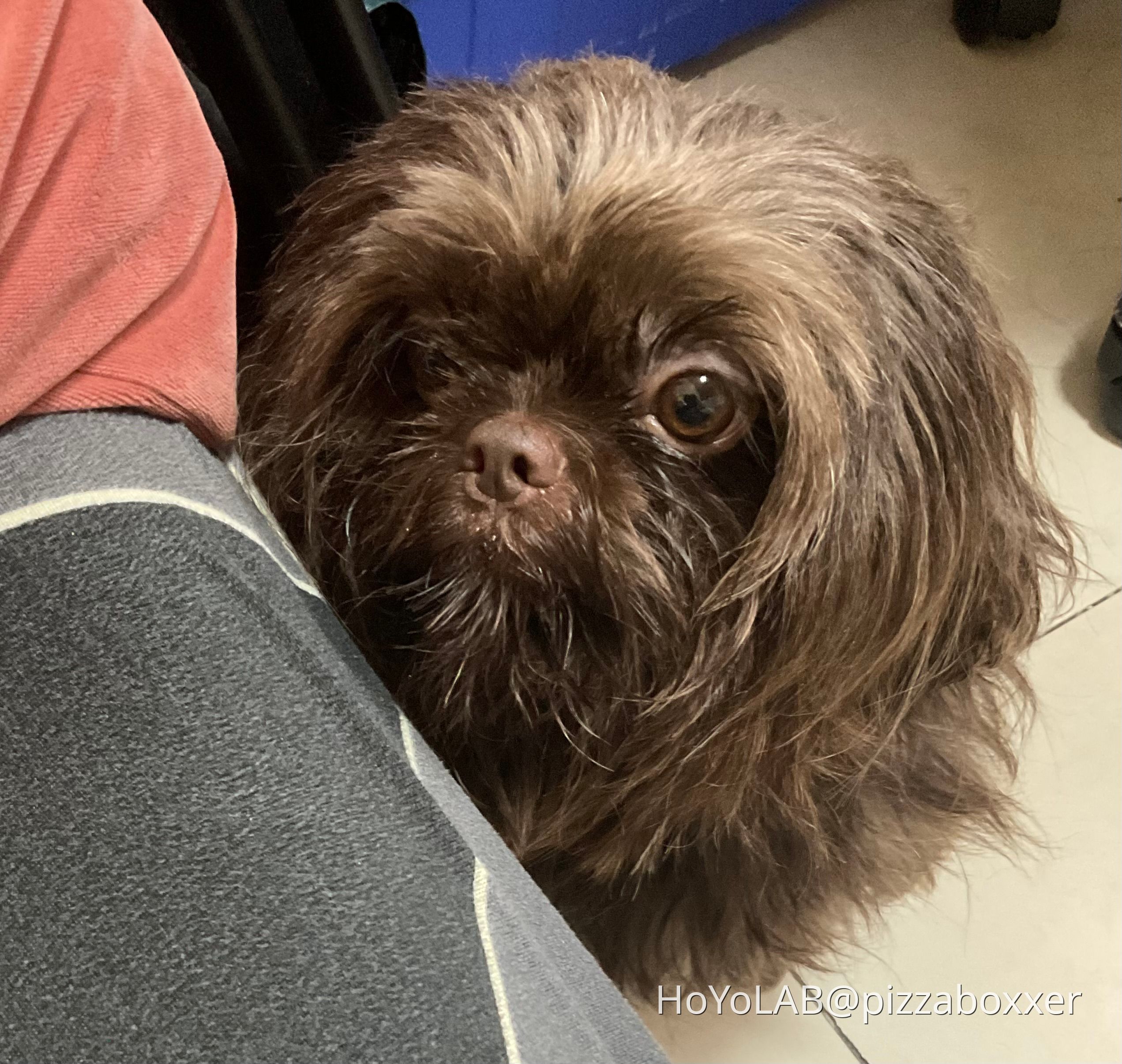 rate-dog-hoyolab