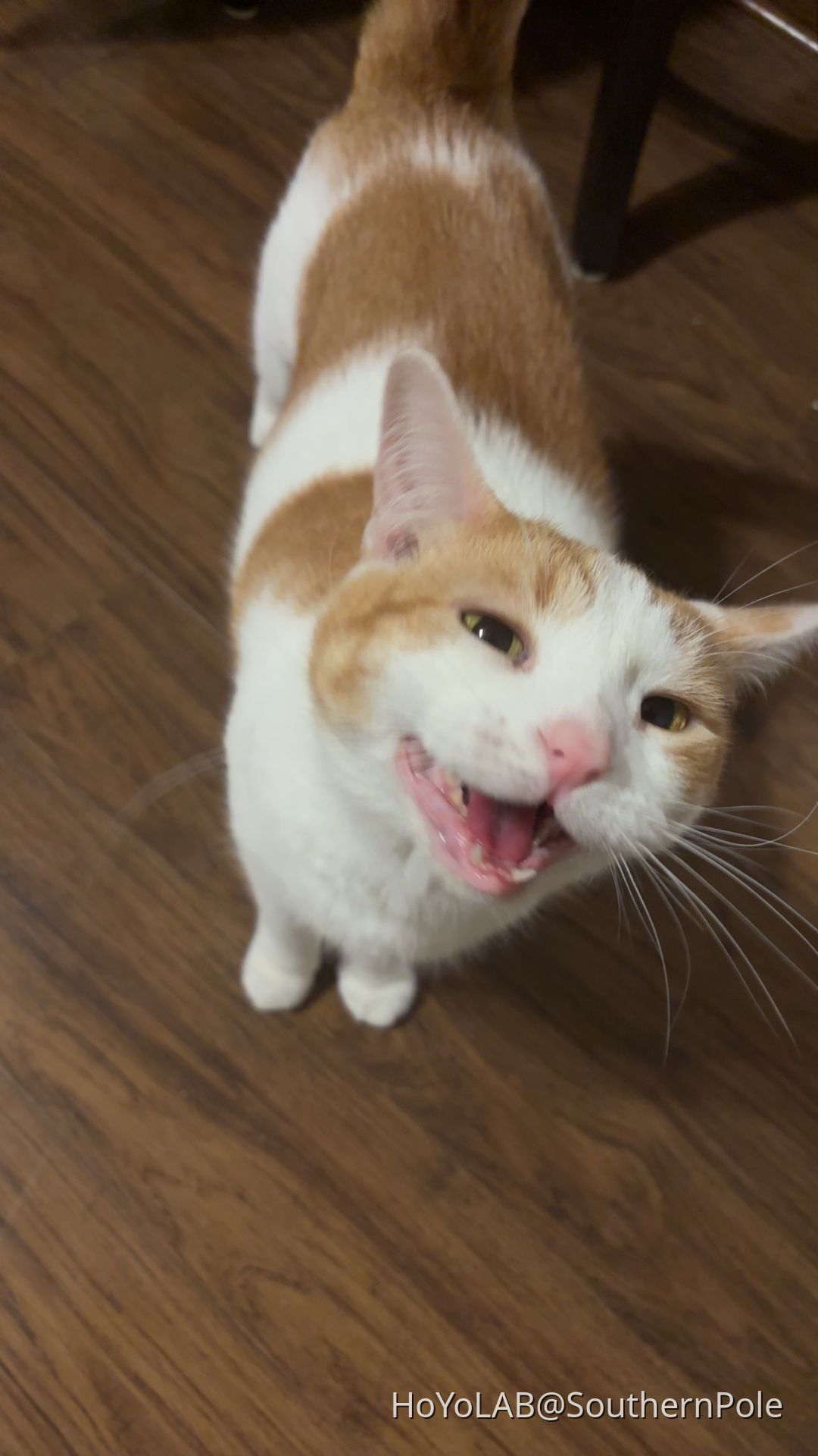 Okay cat picture Genshin Impact | HoYoLAB