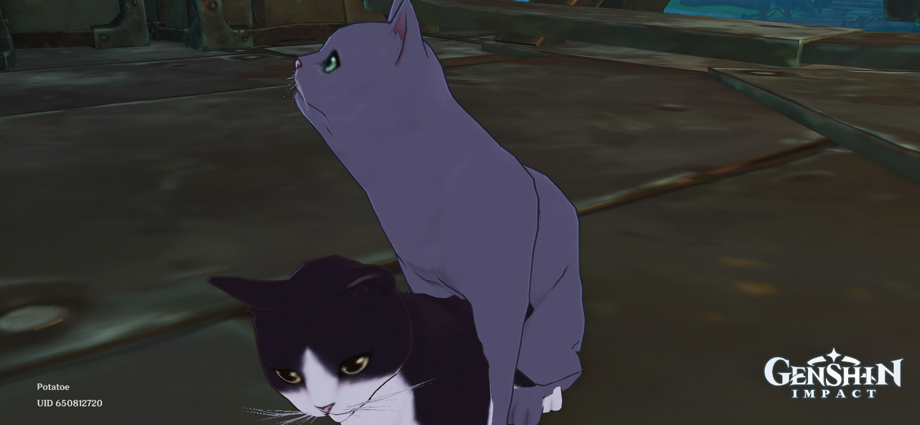 HELP THE CATS IN GENSHIN BE GETTING FREAKY Genshin Impact | HoYoLAB