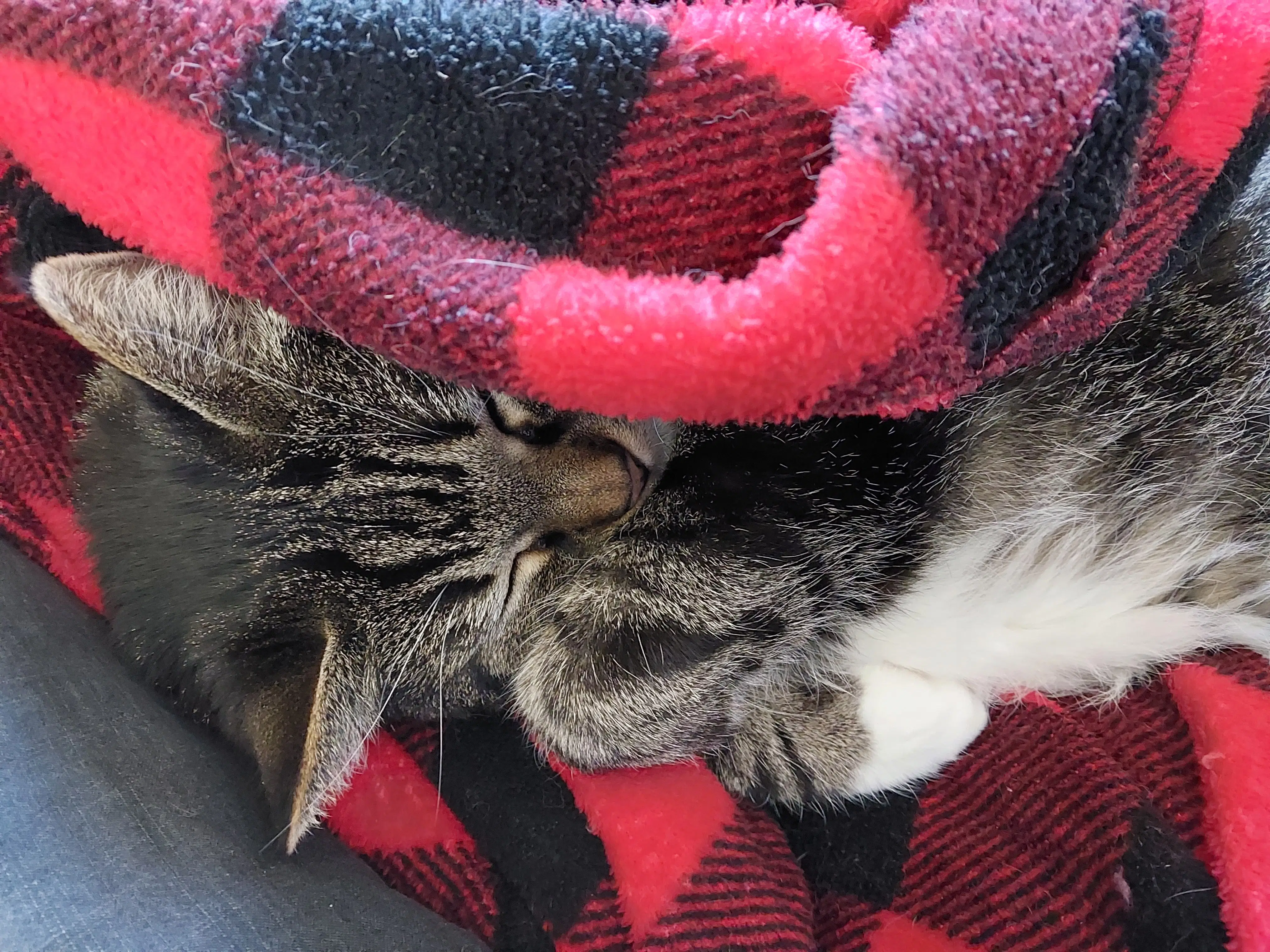 My Cat, Alex! 💕 HoYoLAB