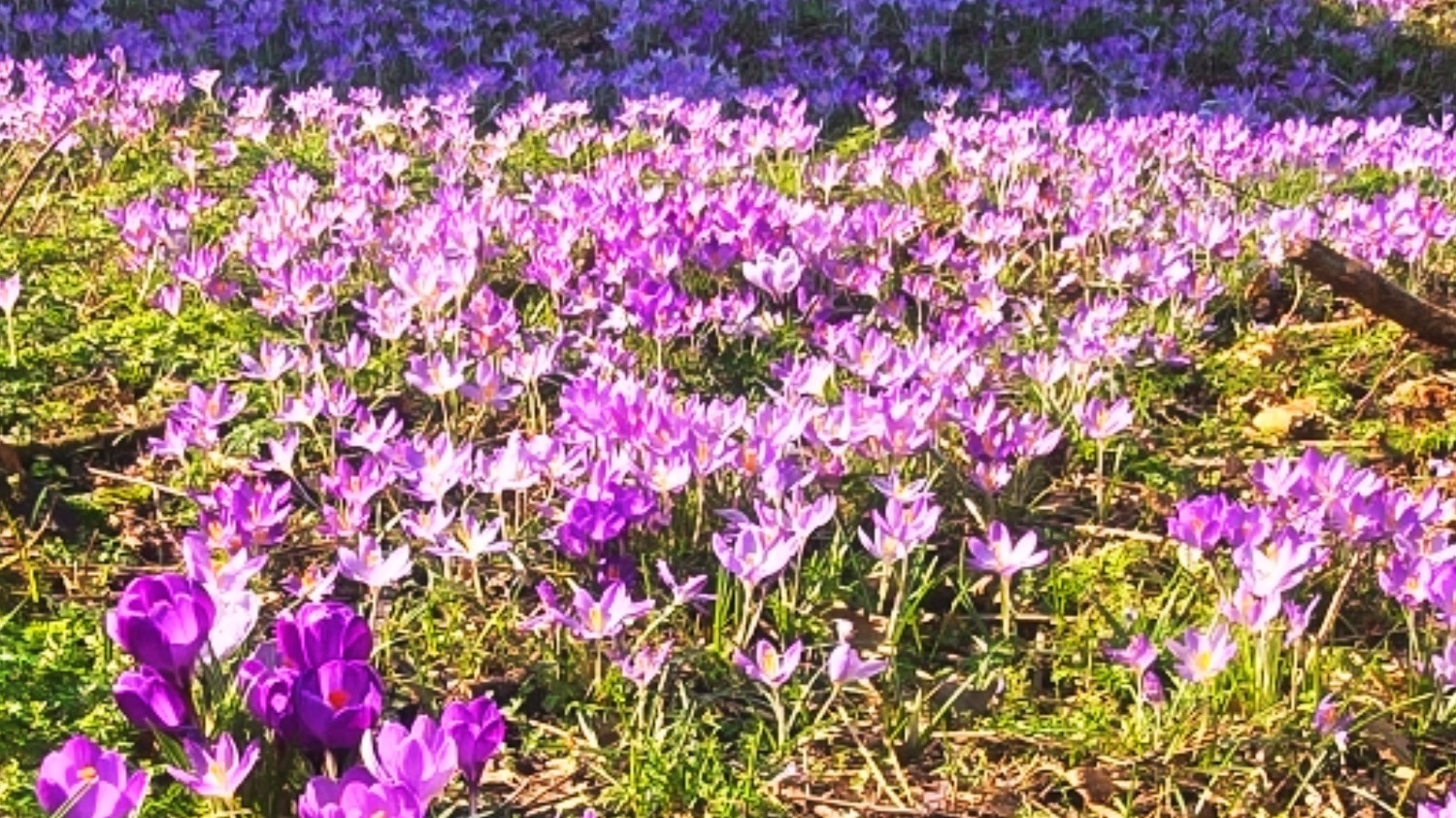 genshin-codes-genshin-impact-hoyolab