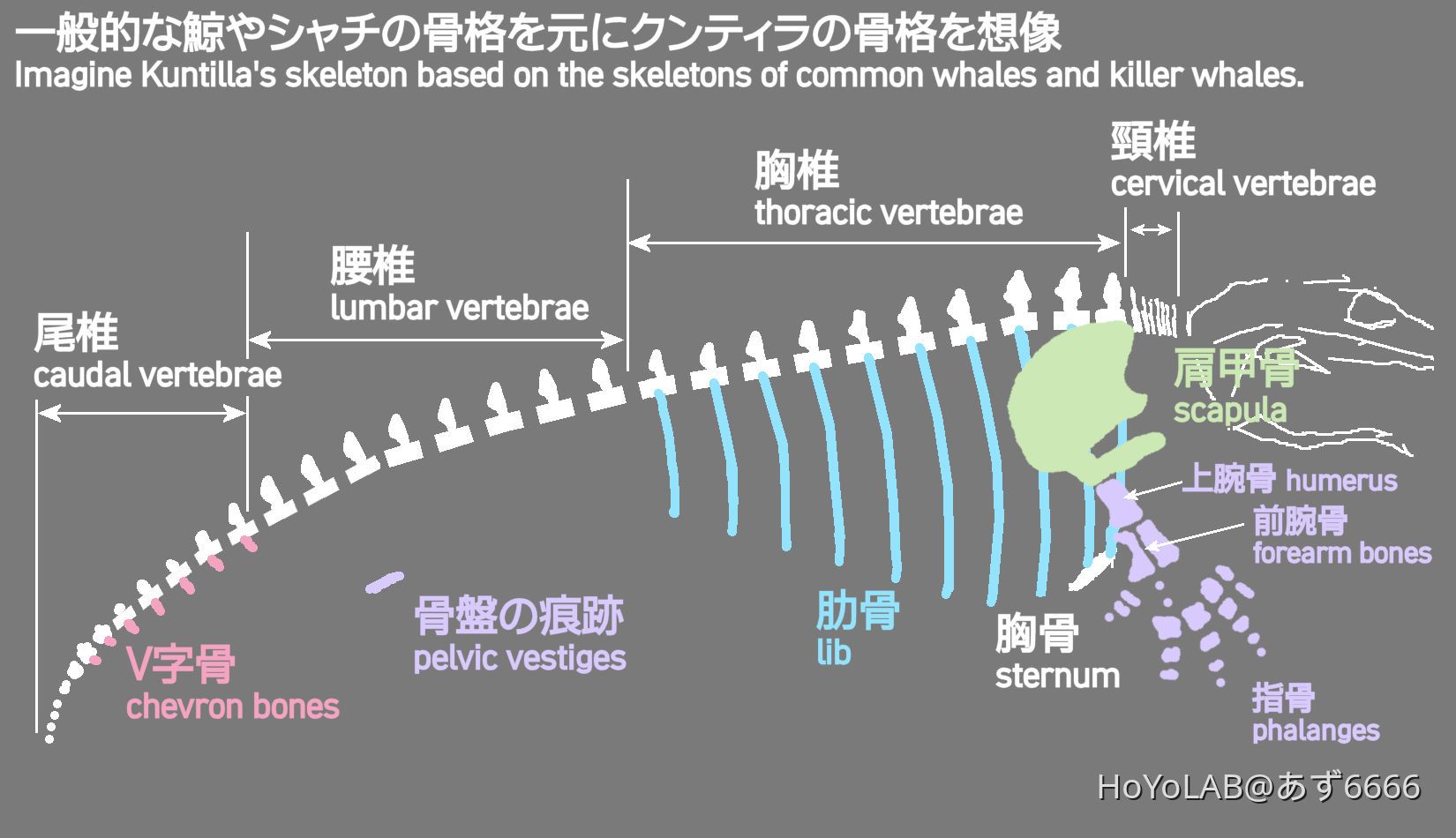テイワットの骨調査・補足：それぞれの年代 海坊主「クンティラ」の