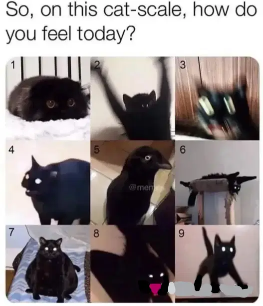 How Do You Feel Today Cat Meme: Hilarious Emotions Unleashed