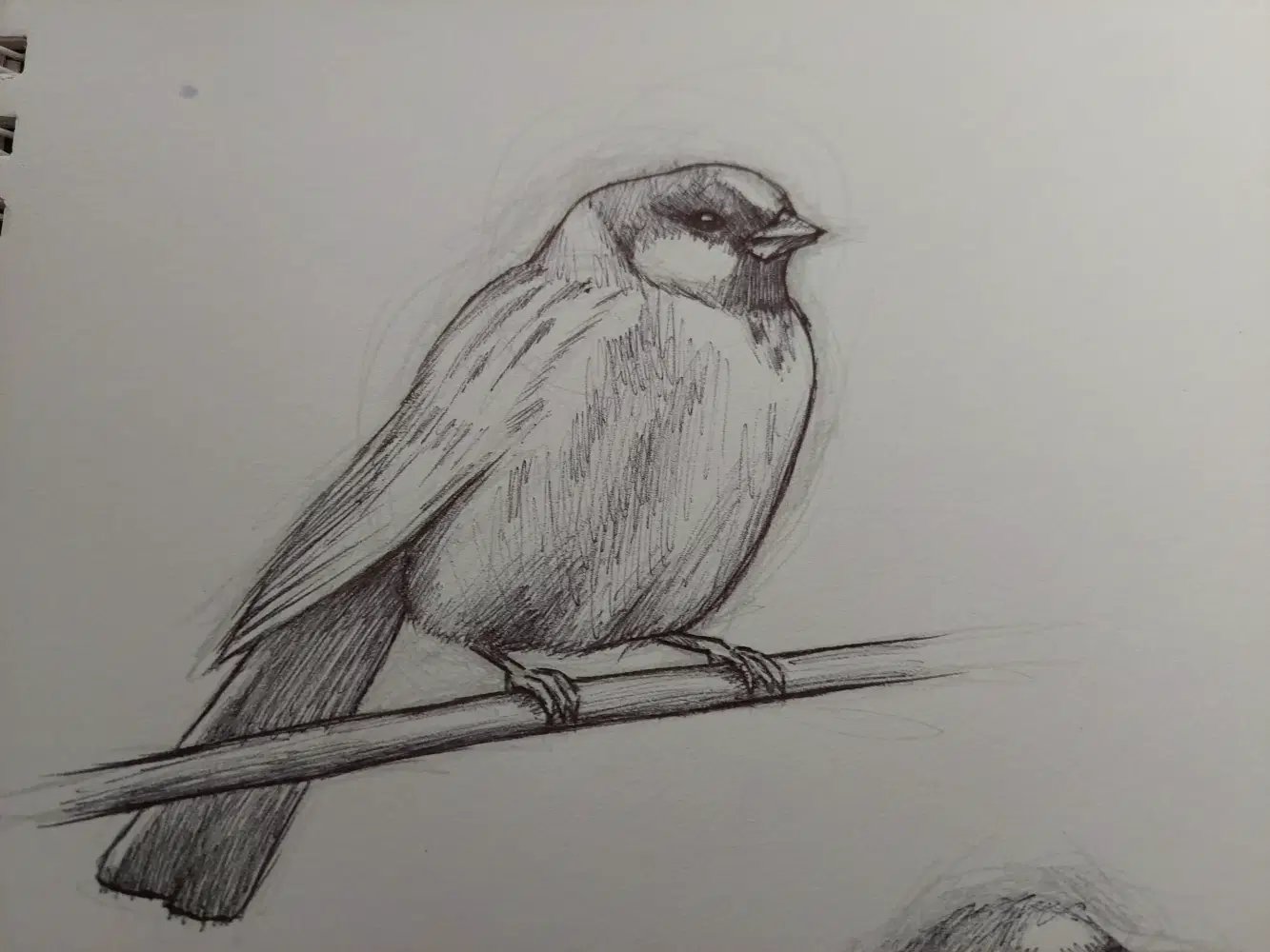 Bird Sketches(バード・スケッチズ) Black And White Bird Sketches Art Prints, Posters & Puzzles